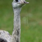 Portrait of a Rhea